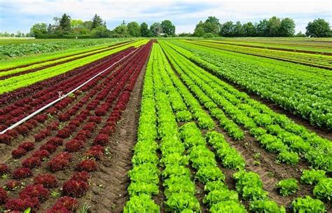 Descubrimiento de la agricultura cómo y cuándo ocurrió