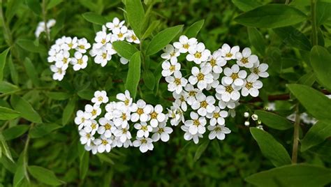 Spring Flowering Shrub With White Flowers Photo Background And Picture For Free Download - Pngtree