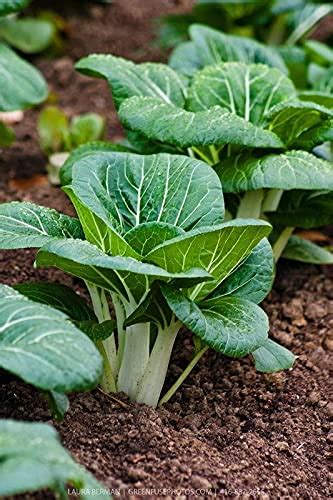 Buy Radha Krishna Agriculture Vegetable Pak Choi Bak Choi White