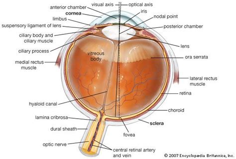 Ora serrata | anatomy | Britannica