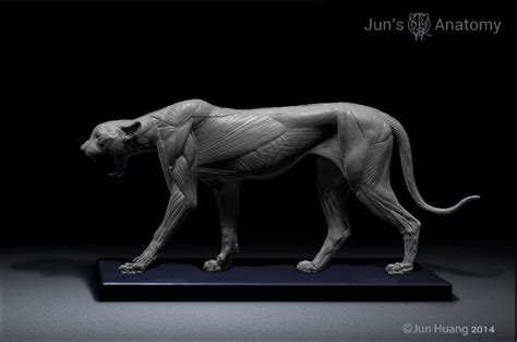 Cheetah Anatomy Model open-mouth "Roar" head – Jun's anatomy