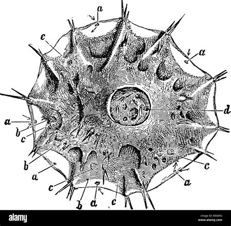 Spongilla Stock Photos And Spongilla Stock Images Alamy