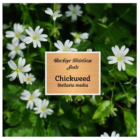 Chickweed Seeds stellaria Media Culinary Healing Herb Seeds Heirloom ...