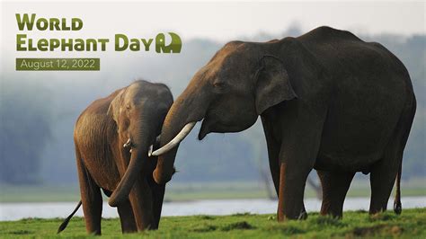 World Elephant Day Know More Then Do More Cgtn