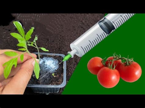 Pourquoi Faut Il Mettre Du Bicarbonate De Soude Sur Vos Plants De Tomates