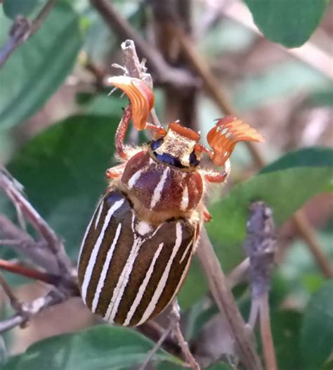 Ten Lined June Beetle Polyphylla Decemlineata Bugguidenet