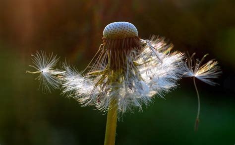 Dandelion Blowball Blossom Flower Free Stock Photo Public Domain Pictures