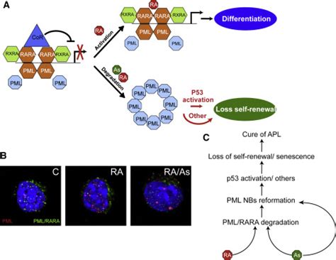 Acute Promyelocytic Leukemia A Paradigm For Oncoprotein Targeted Cure Cancer Cell