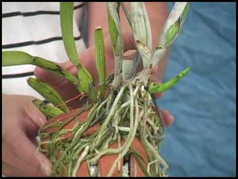 How To Replant An Orchid | The Garden