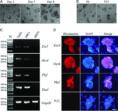 Characterization Of Sscs From 6 Day Old Mice A Representative