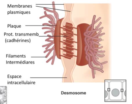 Biologie moléculaire et métabolisme Flashcards Quizlet