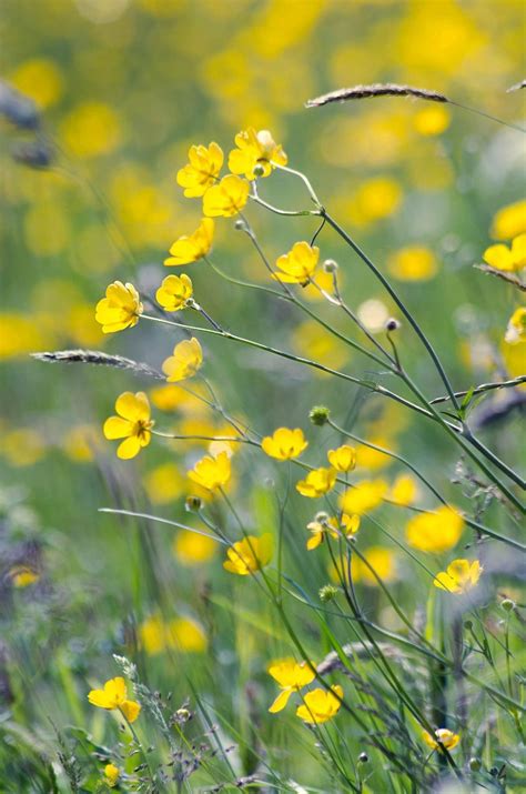 Желтые полевые цветы в мае - 30 фото