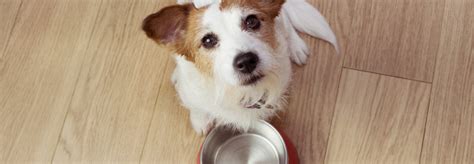 Alimentation S Che Ou Humide Pour Son Chien Que Choisir Blog Certivet