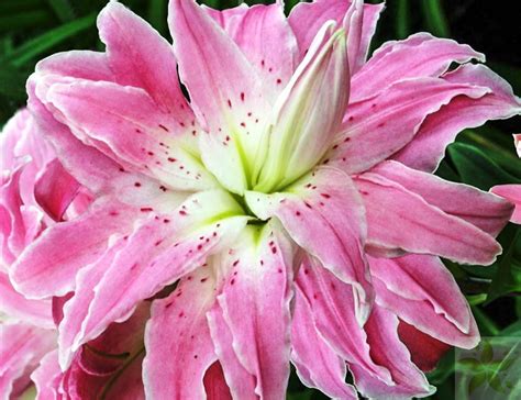 LILIA PEŁNA LOTUS ELEGANCE 16/18 Liliowe-Ogrody.pl