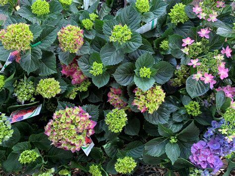 Hydrangea - Assorted Colours - Guildford Garden Centre