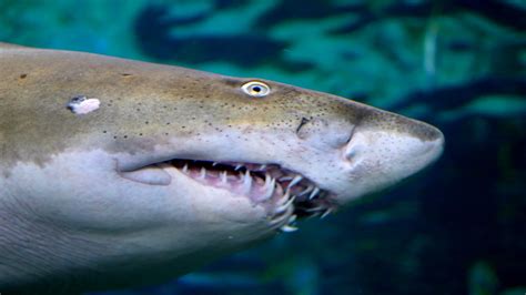 Sand Tiger Shark Mouth
