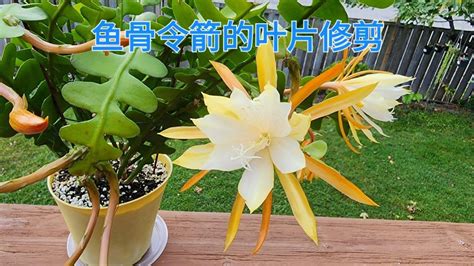 Sophie s Garden 鱼骨令箭的叶片修剪 Videos Sophie s Garden Gan Jing World