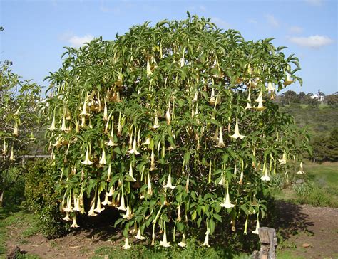 Бругмансия древовидная (Множество фото) - treepics.ru