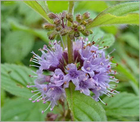 Мята полевая (Mentha arvensis)