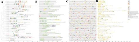Phylogenetic analysis, conserved motifs, domains, promoter region ... 