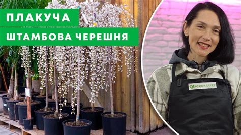 ЧЕРЕШНЯ: купити саджанці черешні поштою в Україні - ціни в Agro-Market