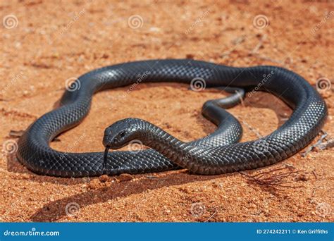 Blue Bellied Black Snake Stock Image Image Of Elapid 274242211