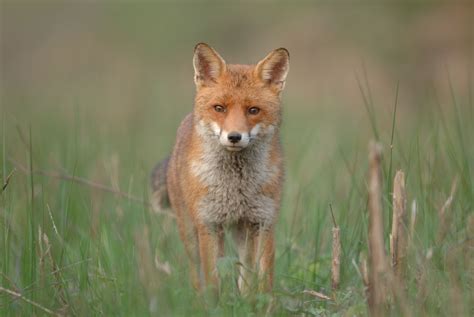 Renard roux : bien connaître le renard | Pratique.fr
