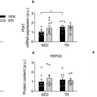 Hepatic Gene Expression And Protein Content Of Gluconeogenic Markers