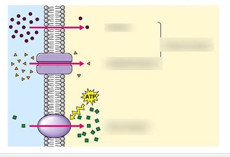 Simple diffusion, facilitated diffusion, active transport, passive ...