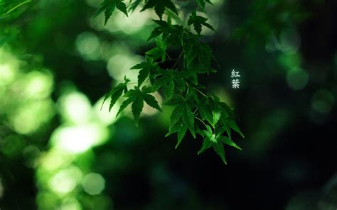 Green Leaves Plants Typography Leaves Hd Wallpaper Wallpaper Flare