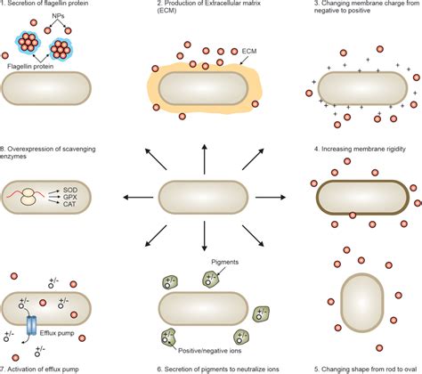 Mechanisms of bacterial resistance to NPs. | Download Scientific Diagram