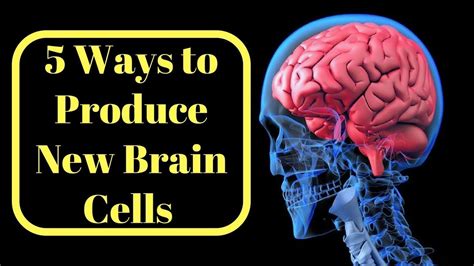 5 Ways To Produce New Brain Cells How To Regenerate Brain Cells Youtube