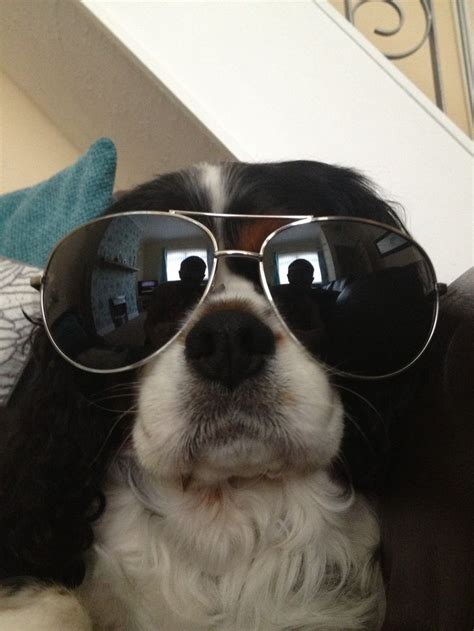 Cool dog! #sunglasses | Dog with glasses, Happy animals, Funny dogs