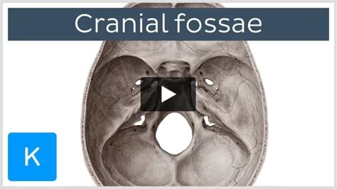 Foramen lacerum: anatomy and function | Kenhub