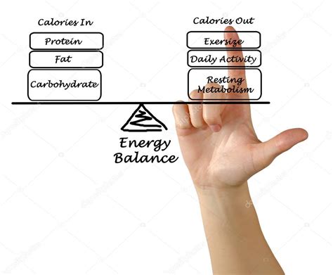 A Diagram Of Balance Between Energy Intake And Energy Expenditure Stock