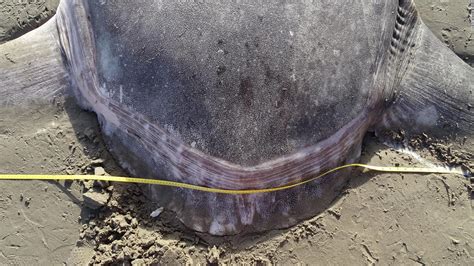 A huge, strange-looking fish washed up on a California beach ...