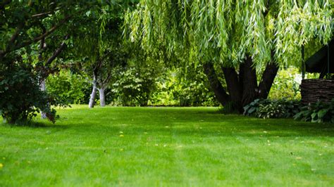 top  important  interesting facts  trees