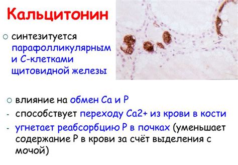Кальцитрин: инструкция по применению, состав