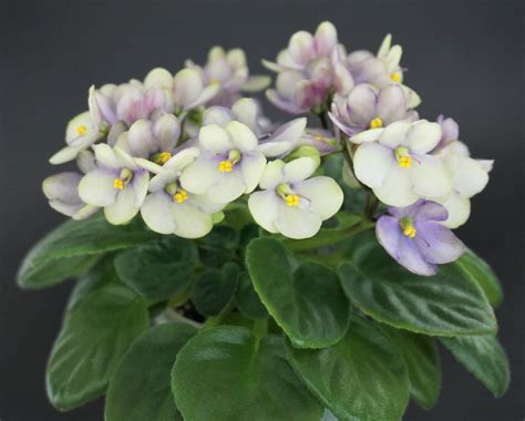 Optimara Little Trio (M.Holtkamp) - VIOLETVIOL PLANTS COLLECTION