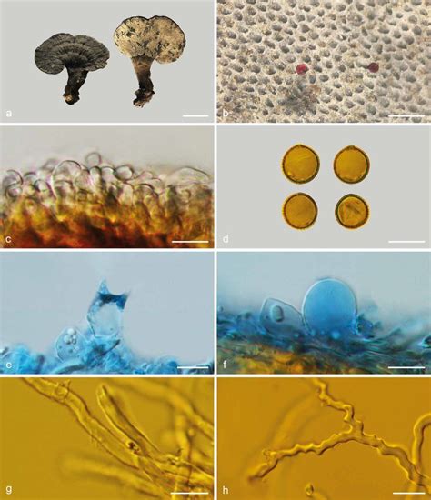 Basidiomata And Microscopic Structures Of Sanguinoderma Elmerianum