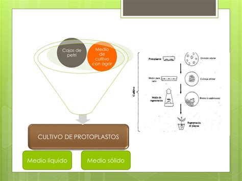 PPT OBTENCIÓN Y FUSIÓN DE PROTOPLASTOS PowerPoint Presentation free