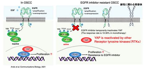 口腔扁平上皮癌におけるegfr阻害薬耐性機構の解明 広島大学 Hu Spring 100人論文