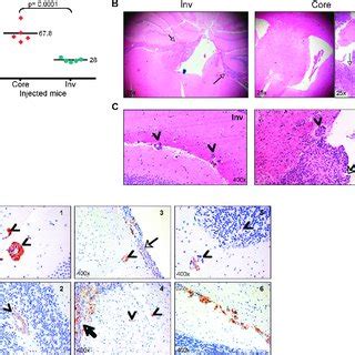 Inv Cells Are More Tumorigenic In Vivo Than Core Cells A Survival Of