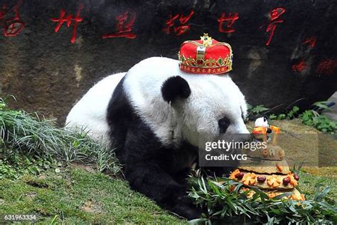 295 Oldest Panda Stock Photos, High-Res Pictures, and Images - Getty Images