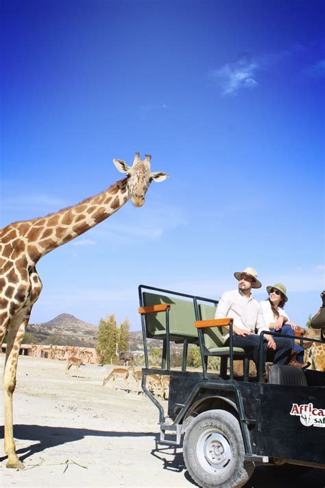 Open Air Safari 4x4 - Africam Safari