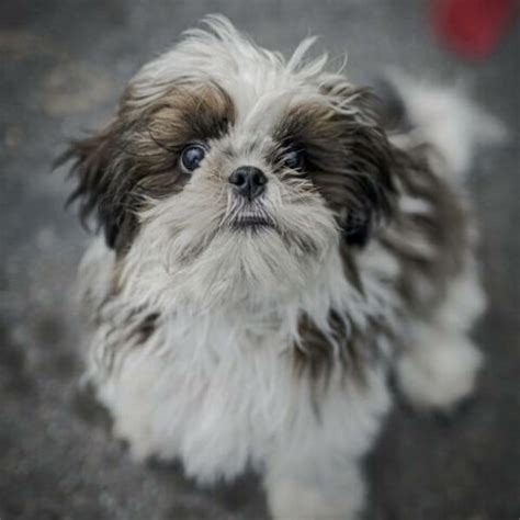 Shih Tzu For Adoption | Adopt A Shih Tzu | Petmeetly