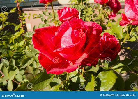 Red roses in the garden stock image. Image of rose, blossom - 260266659