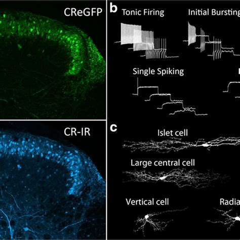 Morphological And Electrophysiological Diversity Within A Download