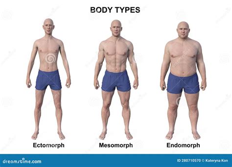 A 3d Illustration Of A Male Body Showcasing Three Different Body Types