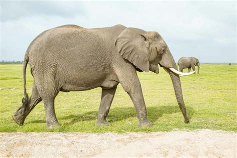 3 Days Tsavo East West And Amboseli National Park Kenya Jeep